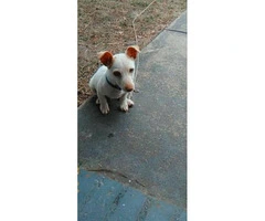 12 weeks old Jack Russell puppy for rehoming - 2