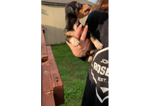 7 weeks old Chiweenie puppies available