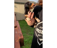 7 weeks old Chiweenie puppies available