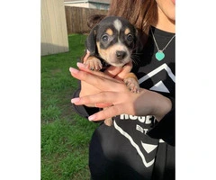 7 weeks old Chiweenie puppies available - 2