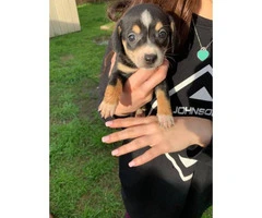 7 weeks old Chiweenie puppies available - 3
