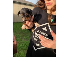 7 weeks old Chiweenie puppies available - 4