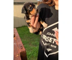 7 weeks old Chiweenie puppies available - 5