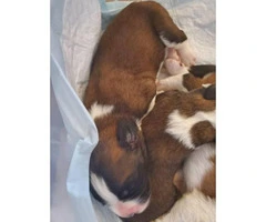 Purebred Saint Bernard puppies - 4