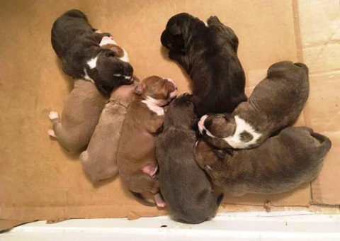 6 American Pit Bull Terrier Puppies For Sale