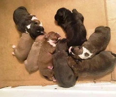 6 American Pit Bull Terrier Puppies For Sale - 1