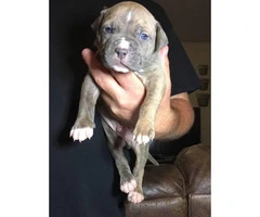 6 American Pit Bull Terrier Puppies For Sale - 2