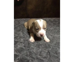 6 American Pit Bull Terrier Puppies For Sale - 3