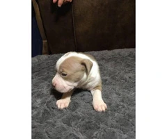 6 American Pit Bull Terrier Puppies For Sale - 4
