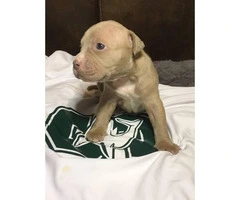 6 American Pit Bull Terrier Puppies For Sale - 5