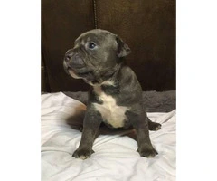 6 American Pit Bull Terrier Puppies For Sale - 6