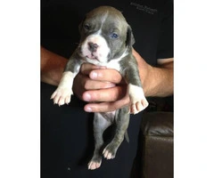 6 American Pit Bull Terrier Puppies For Sale - 7