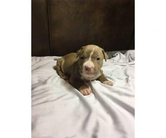 6 American Pit Bull Terrier Puppies For Sale - 8