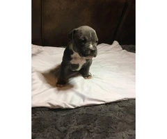 6 American Pit Bull Terrier Puppies For Sale - 9