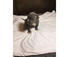 6 American Pit Bull Terrier Puppies For Sale - 11