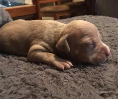 6 American Pit Bull Terrier Puppies For Sale - 12