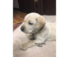 2 yellow males and 1 black female AKC Lab Puppies - 3