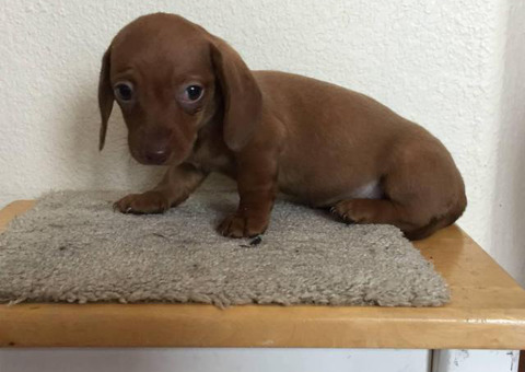 2 miniature dachshund puppies available