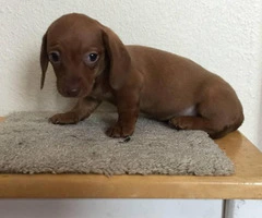 2 miniature dachshund puppies available