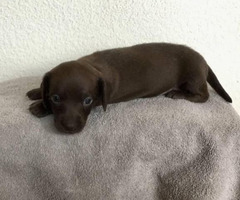 2 Miniature Dachshund Puppies Available In Denver Colorado Puppies For Sale Near Me