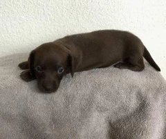 2 miniature dachshund puppies available - 2
