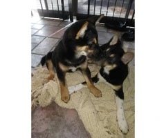 Rehoming Shiba inu puppies 1 boy & 2 girls