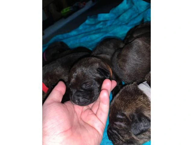 5 Pitweiler puppies need good home - 1/5