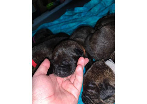 5 Pitweiler puppies need good home