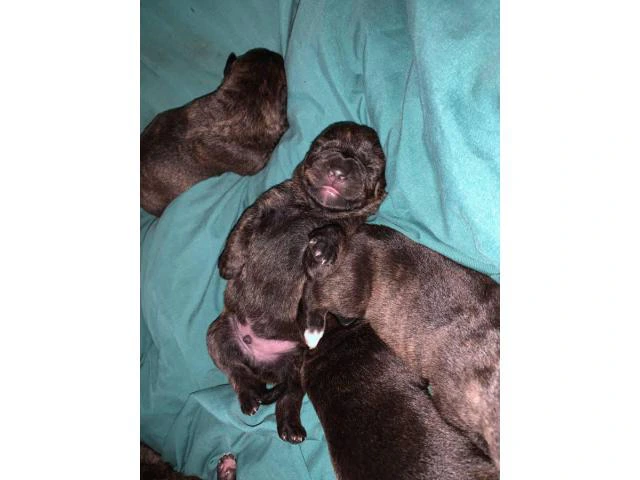 5 Pitweiler puppies need good home - 2/5