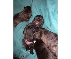 5 Pitweiler puppies need good home - 2