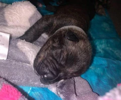 5 Pitweiler puppies need good home