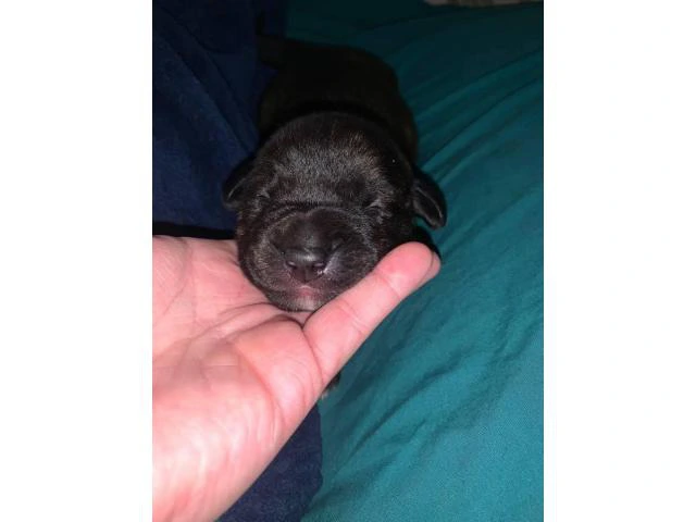 5 Pitweiler puppies need good home - 5/5