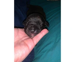5 Pitweiler puppies need good home - 5