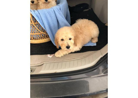 8 weeks old standard poodles looking for a new family