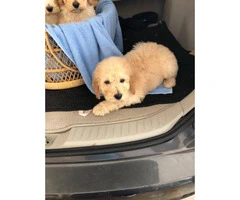 8 weeks old standard poodles looking for a new family - 1