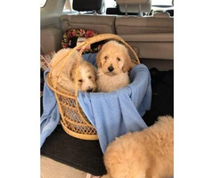 8 weeks old standard poodles looking for a new family - 2