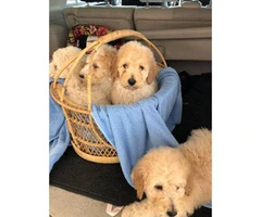 8 weeks old standard poodles looking for a new family - 3
