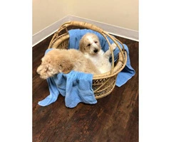 8 weeks old standard poodles looking for a new family - 5