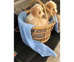 8 weeks old standard poodles looking for a new family - 6
