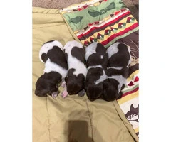 Liver / Roans German short haired pointer puppies