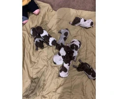 Liver / Roans German short haired pointer puppies - 2