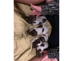 Liver / Roans German short haired pointer puppies - 3