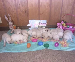 AKC White Lab Puppies Ready for the Easter