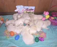 AKC White Lab Puppies Ready for the Easter - 2