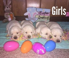 AKC White Lab Puppies Ready for the Easter - 3