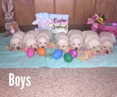 AKC White Lab Puppies Ready for the Easter - 4