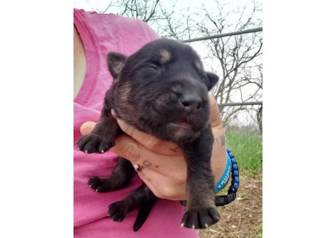 8 Gorgeous German Shepherds puppies for rehoming