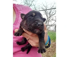 8 Gorgeous German Shepherds puppies for rehoming