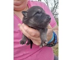 8 Gorgeous German Shepherds puppies for rehoming - 3