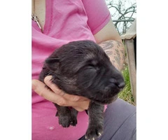 8 Gorgeous German Shepherds puppies for rehoming - 4